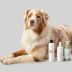 Pet-Safe Eco-Friendly Cleaning Products: Protecting Paws and Noses Without Compromise
